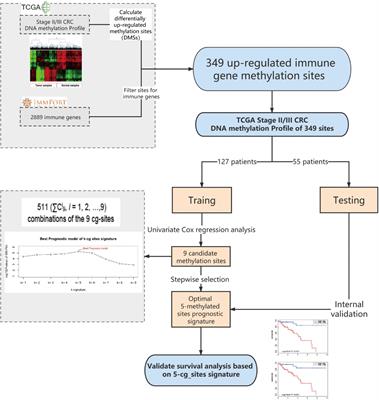 Identification of a Novel Immune-Related CpG Methylation Signature to Predict Prognosis in Stage II/III Colorectal Cancer